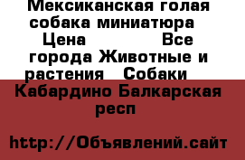 Мексиканская голая собака миниатюра › Цена ­ 53 000 - Все города Животные и растения » Собаки   . Кабардино-Балкарская респ.